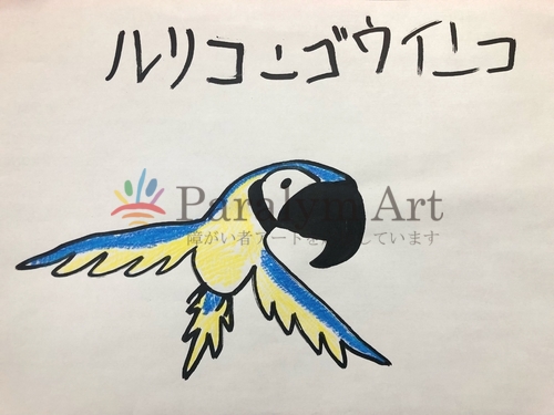 ルリコンゴウインコ   