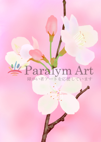 ソメイヨシノの花