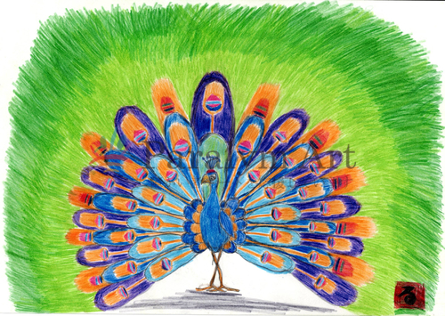 羽を広げるクジャク